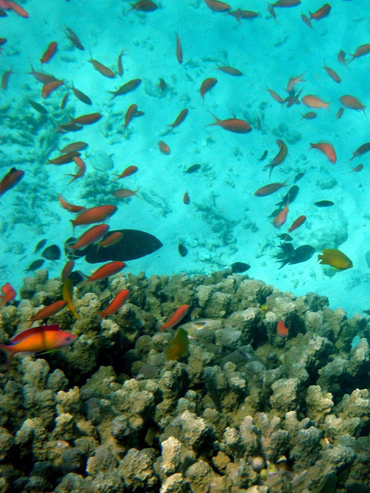 Banc de poissons colorés à Sumatra nord