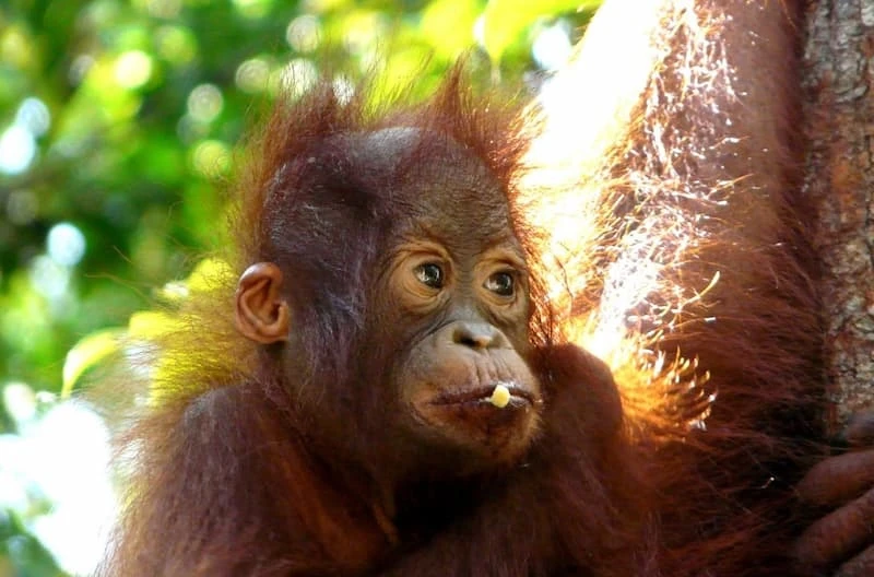 Photo d'une bébé oran outan qui mange sur l'ile de Sumara, Indonésie